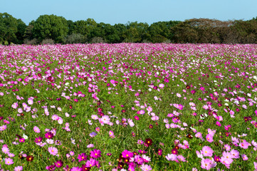 広がるコスモス畑
