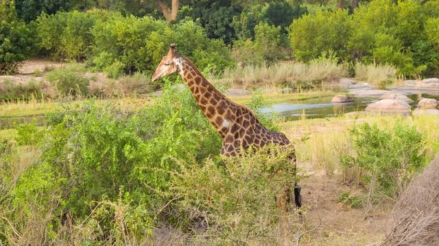Giraffe with Vibrant Colors in Natural African Habitat Walking and Eating alongside a River with Green Trees inside Kruger National Park South Africa