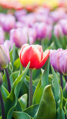 Beautiful tulips in a Dutch landscape.