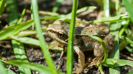 Obraz premium Little green frog on meadow land