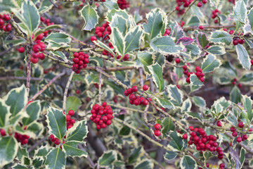 Ilex aquifolium