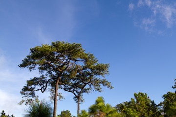 forest in sunny day and blue sky