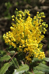 flowering Mahonia