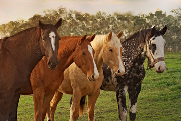 Horses in Argentina on a field