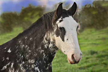 Fototapeten Portrait of a criollo horse  © nikidericks