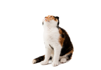 Scottish Fold kitten