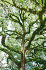 sprawling branches