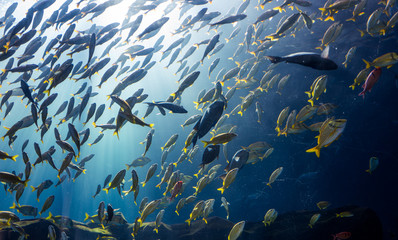 Obraz premium backlit fish school