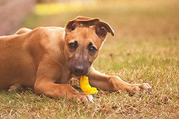 Brown greyhound puppy eating vegetables