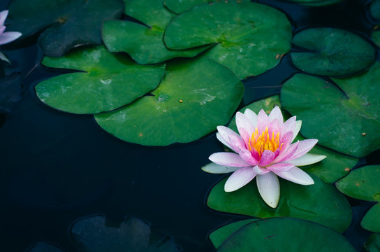 beautiful lotus flower in pond
