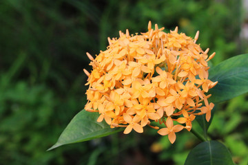 ixora flowers is a flower garden in the green.
