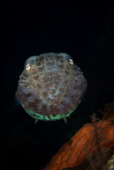 Cuttlefish (Sepiida) on the Saraya Secrets divesite, Tulamben, Bali