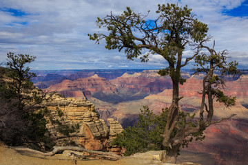 Impressive tree on South Rim of Grand Canyon, Arizona, United St