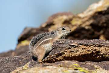 Chipmunk stands on a stone in the sunshine on a blurred backgrou
