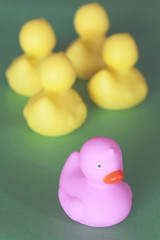Racism, discrimination and social exclusion concept with color rubber ducks