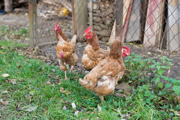 Brown chicken on a rural yard