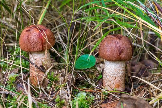 Two red-capped scaber stalk (Leccinum aurantiacum) in the grass.