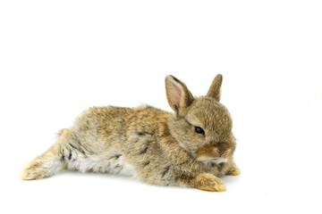 Baby Brown Holland lops rabbit lie down with white background