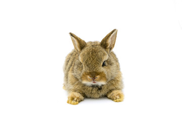 Baby Brown Holland lops rabbit with white background