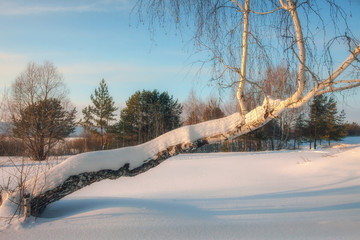 beautiful winter forest
