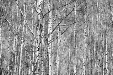 Fototapeta premium birch forest, black-white photo, autumn landscape