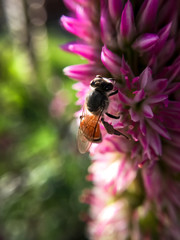 Little bee on grassflowers