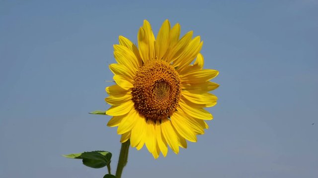 Sunflower In The Field