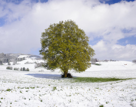 Große Buche im Winter als Einzelbaum in Schnee