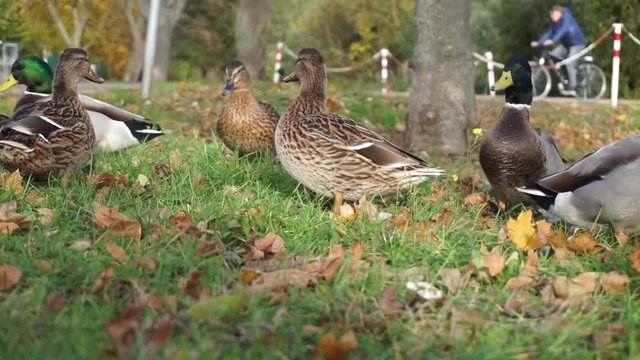 many ducks on autumnal meadow