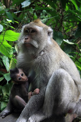 Naklejka na ściany i meble Balinese Monkey with child in Ubud Monkey forest, Bali
