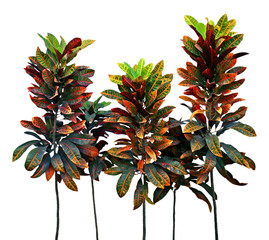 Group of red leaves tree and green on treetop with brown stalk i