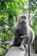 Balinese Monkey with child in Ubud Monkey forest, Bali