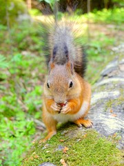 Cute squirrel eating a nut, summer fur