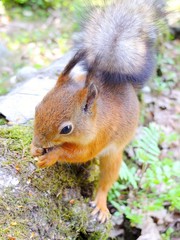 Cute squirrel eating a nut, summer fur