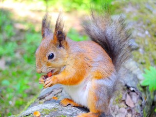 Naklejka na ściany i meble Cute squirrel eating a nut, autumn fur