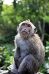 Naklejka na ściany i meble Balinese Monkey in Ubud Monkey forest, Bali