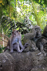 Balinese Monkey in Ubud Monkey forest, Bali