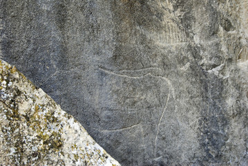 Prehistoric rock carvings (petroglyph) in Gobustan, Azerbaijan, depicting bulls. 