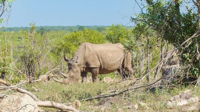 White Rhinos with Baby in Natural African Hillside Habitat Safely Grazing in between Green Trees on a Sunny Day inside Kruger National Park South Africa