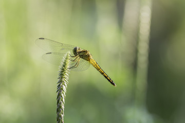Dragonfly perched on leaves