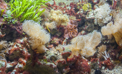 Fototapeta na wymiar coral reef detail
