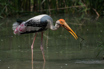 Indian, Painted stork (Ibis leucocephalus) , making nest with grass