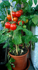 Fototapeta na wymiar Home gardening, cherry tomato potted plant
