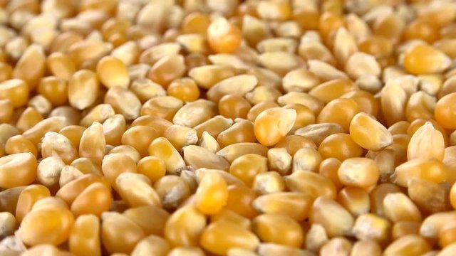 Corn (dried) (rotating on a wooden plate; seamless loopable; 4K)