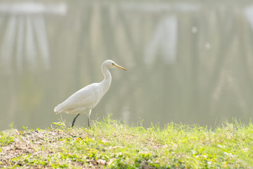 Indian pond heron walking beside a lake