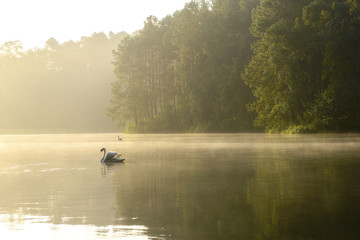 Obraz na płótnie Canvas The white swan in the lake with the morning mist scene