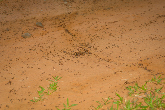 Ants colony traveling through the jungle