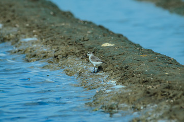 Spoon-billed sandpiper in nature Thailand