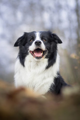 Border collie portrait