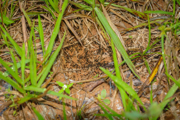 Ants colony traveling through the jungle